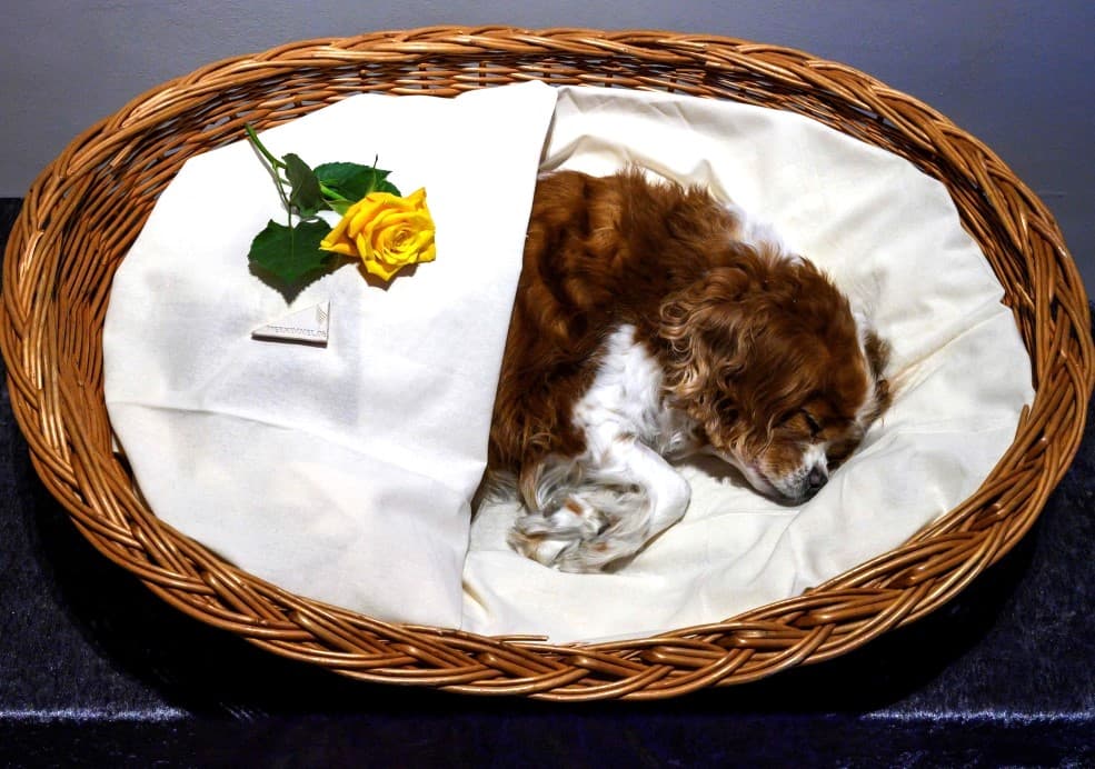 Respectful Pet Dead Body Disposal in Dubai: Dotless Services