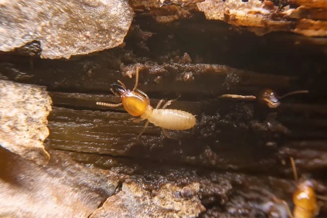 Professional Termite Treatment & Prevention in Dubai