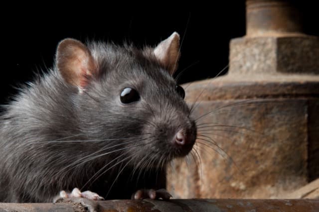 Rodent Control